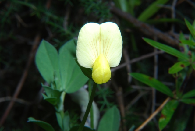 Fabacea - Tetragonolobus maritimus